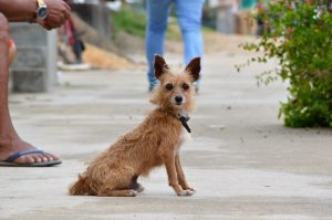 Sesau orienta sobre prevenção, diagnóstico e tratamento da Leishmaniose