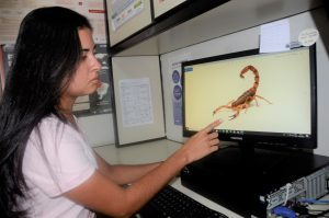Sesau orienta quando e onde procurar atendimento em casos de picadas de escorpiões