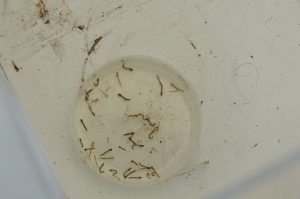 Sesau promove ação de conscientização contra a dengue neste domingo (7)