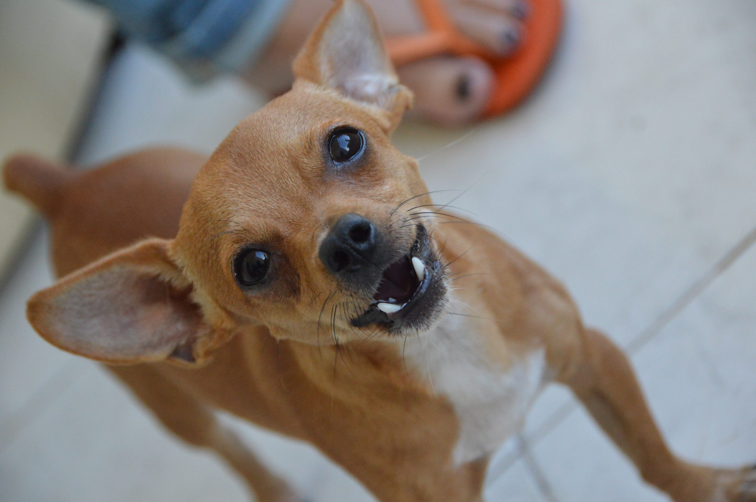Leia mais sobre o artigo Sesau explica o que fazer quando for mordido por um cão de procedência desconhecida