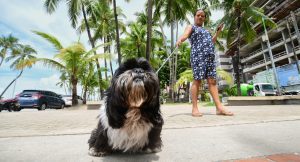 Sesau alerta sobre a importância da vigilância e controle de doenças transmitidas entre animais e seres humanos