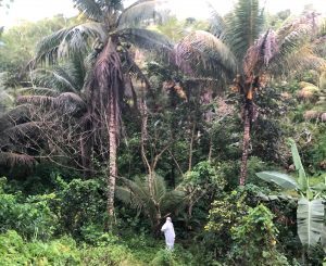 Sesau mantém monitoramento da Febre do Oropouche em Alagoas