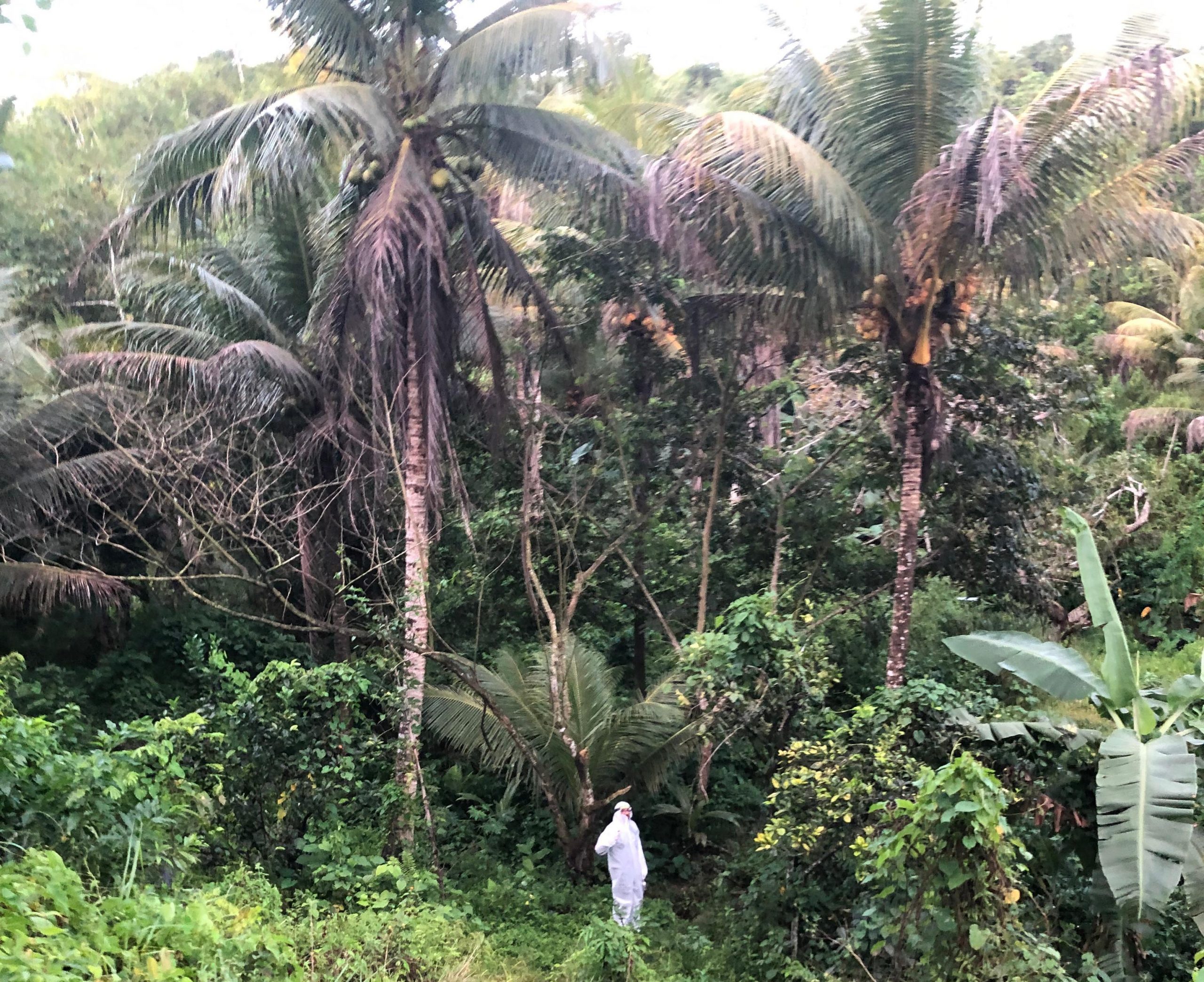 Leia mais sobre o artigo Sesau mantém monitoramento da Febre do Oropouche em Alagoas