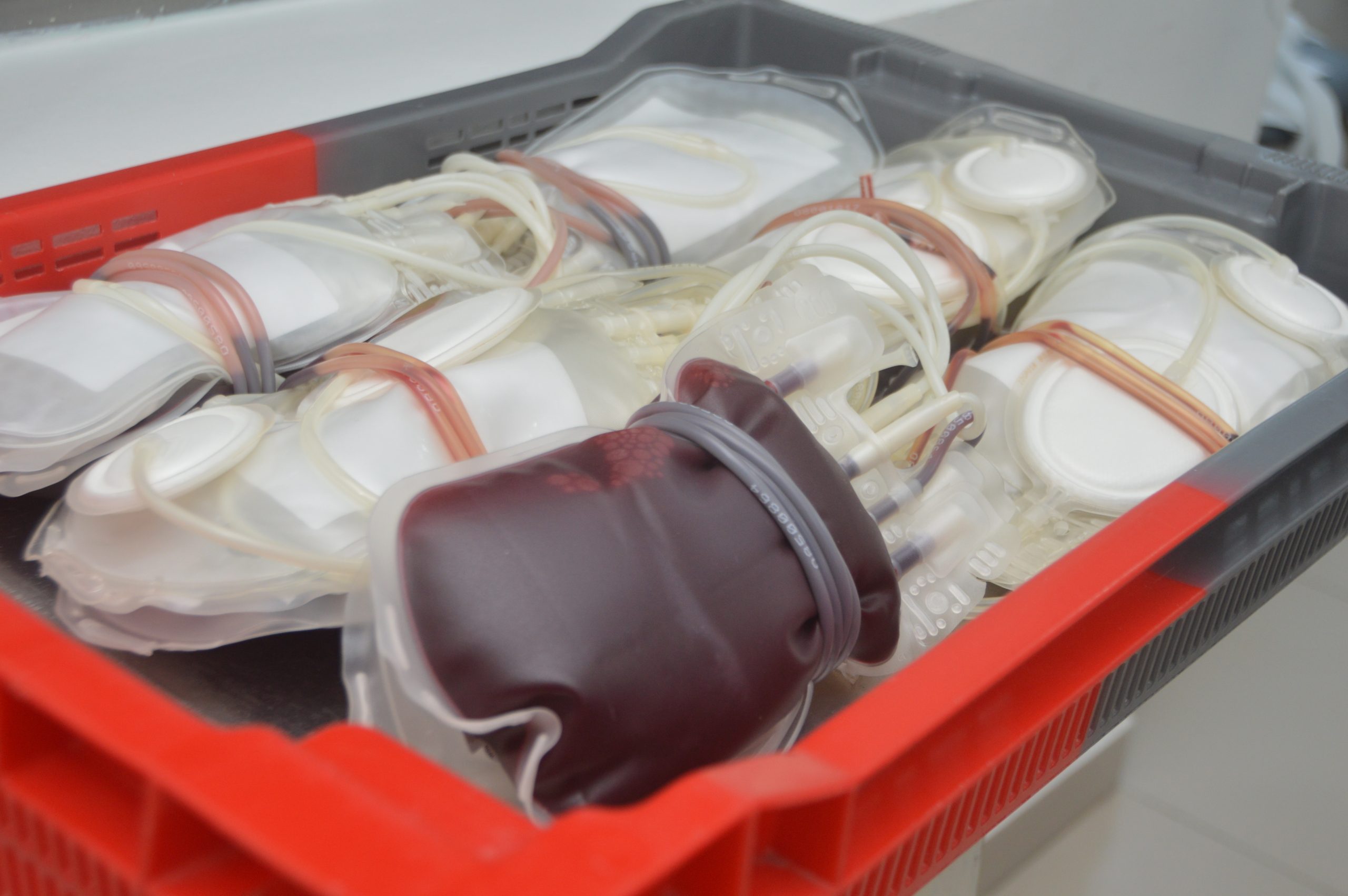 Leia mais sobre o artigo Hemoal realiza coletas externas de sangue em União dos Palmares e Arapiraca
