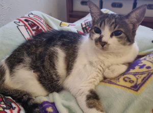 Médico veterinário da Sesau explica como se prevenir da toxoplasmose