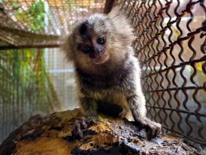 Sesau e IMA alertam sobre risco do contato humano com saguis