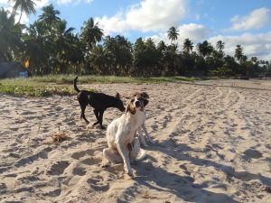 Alagoas promove Campanha de Vacinação Antirrábica para cães e gatos a partir desta segunda-feira (22)