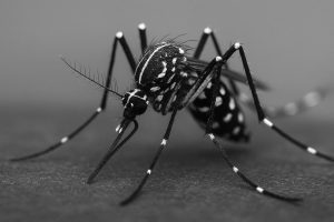 Hospital Ib Gatto Falcão alerta para o aumento das doenças transmitidas por mosquitos na Primavera